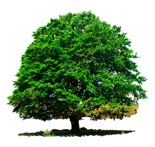 International Tree Management